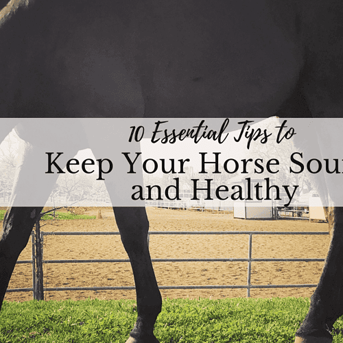 Sound and healthy horse