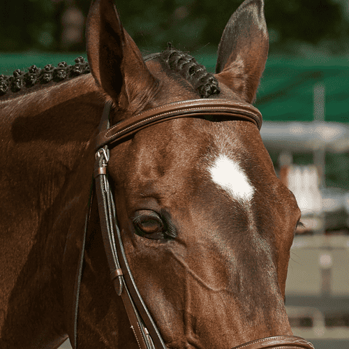 horse show prep braided horse