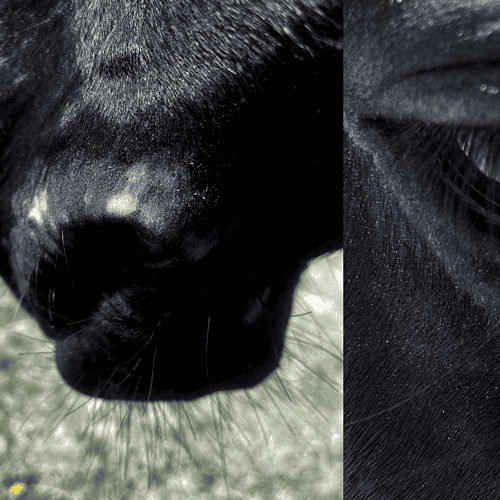 black horse with vitiligo
