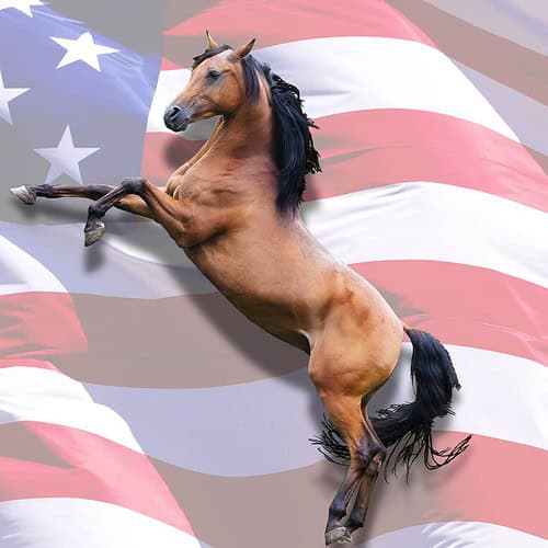 usa horse stats