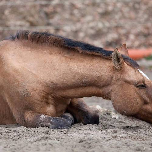 Enteroliths in Horses