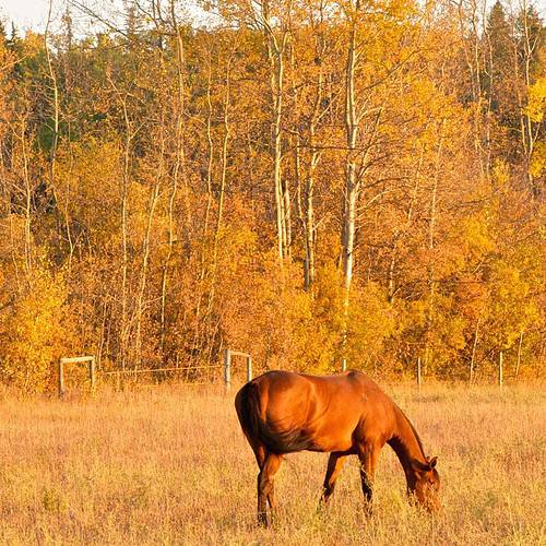 horse in fall