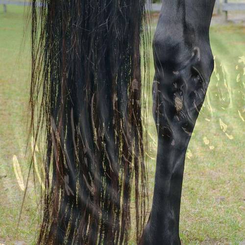horse with shaky hind legs