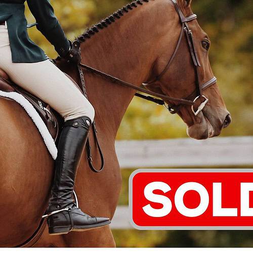 horse for sale