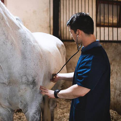 EIA in Horses