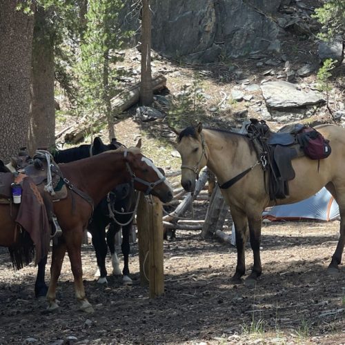 horse camp
