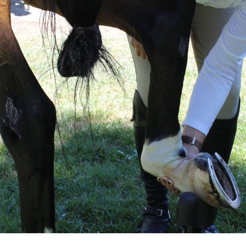 The Horse Item I Never Knew I Needed (But Now Can’t Live Without)