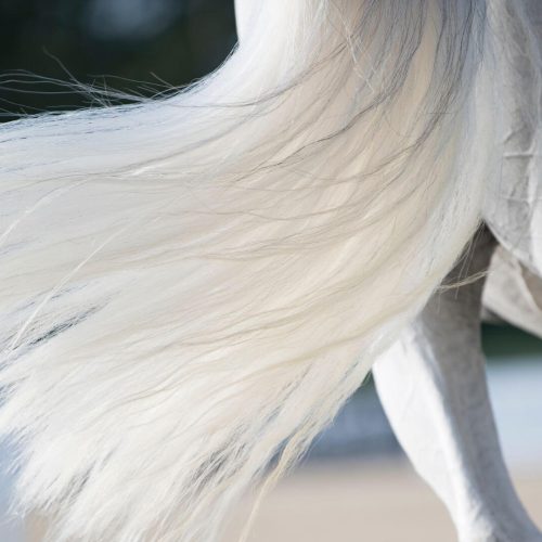 horse fake tails