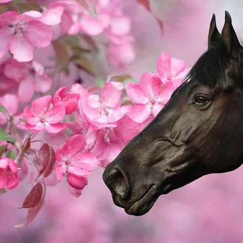 Spring Horse Care