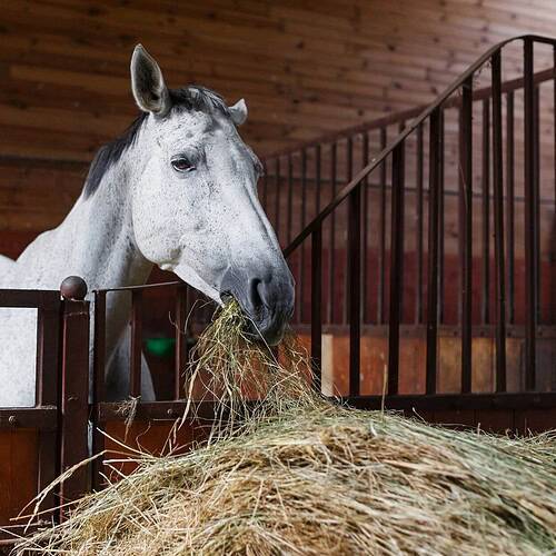 Vitamin E for Horses