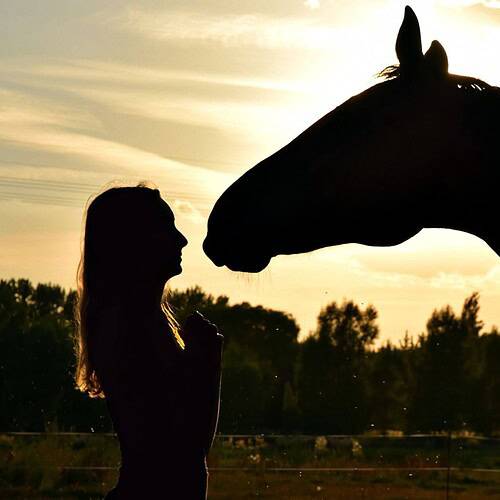 first horse check list