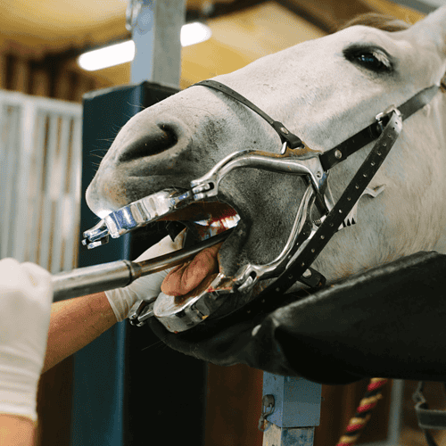 Horse Dentist