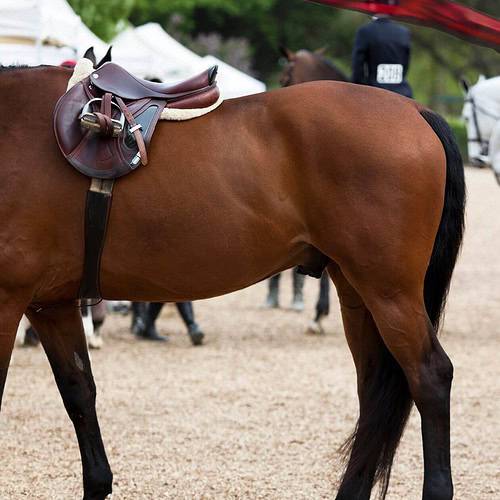 Fears in the Horse Show Ring