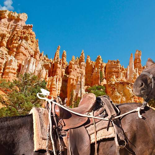 horse pack trip