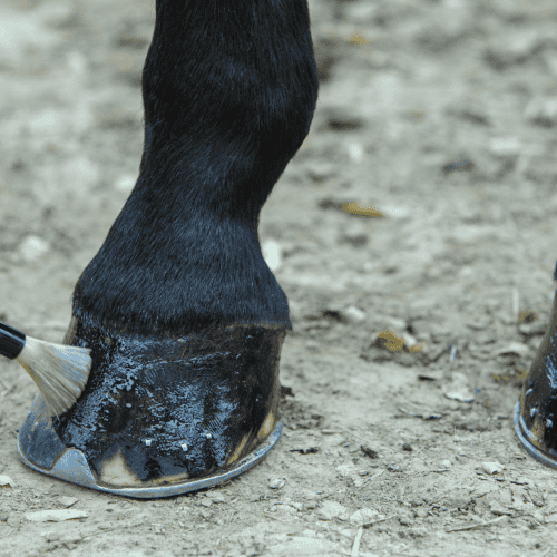 slow hoof growth