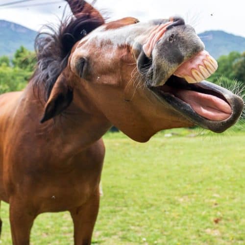 laughing horse