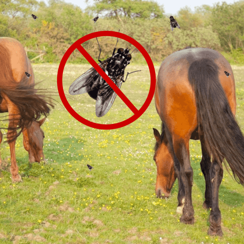 horse fly control