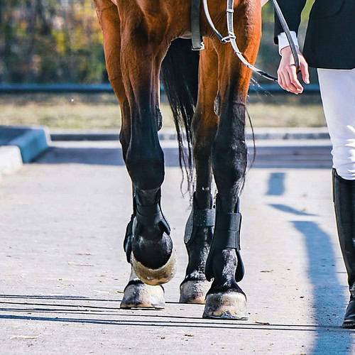 how show waling horse
