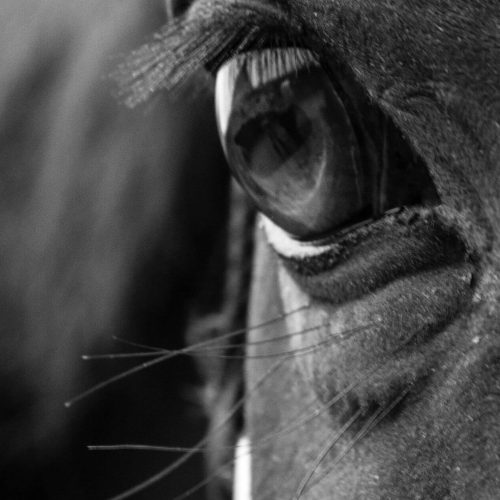 horse ulcers