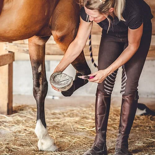 horse frog infection