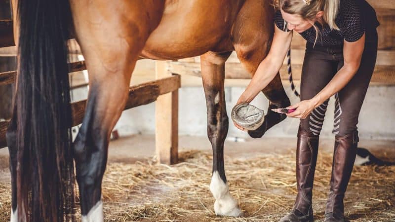 horse frog infection