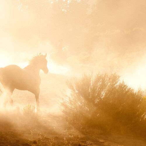 wild horses