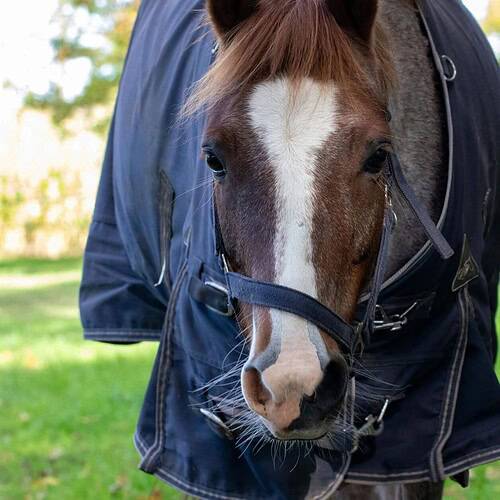 EPM in horses