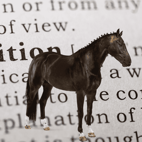 horse terms and definitions