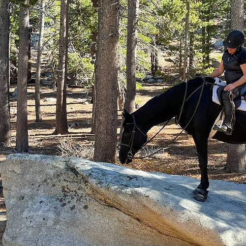 horse on a rock