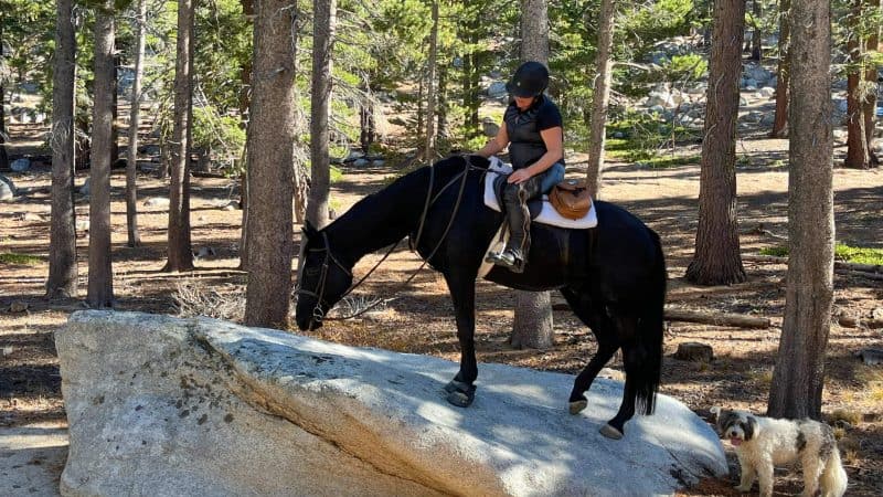 horse on a rock