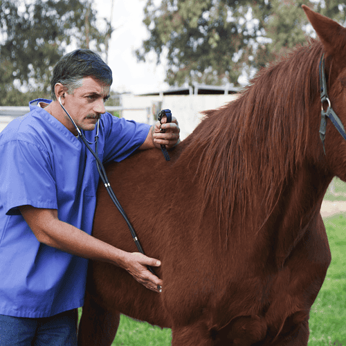 horse vet