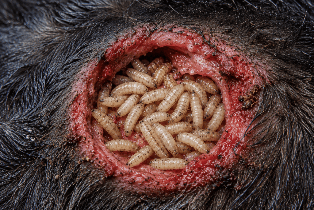 screwworm