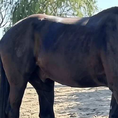 bad horse topline