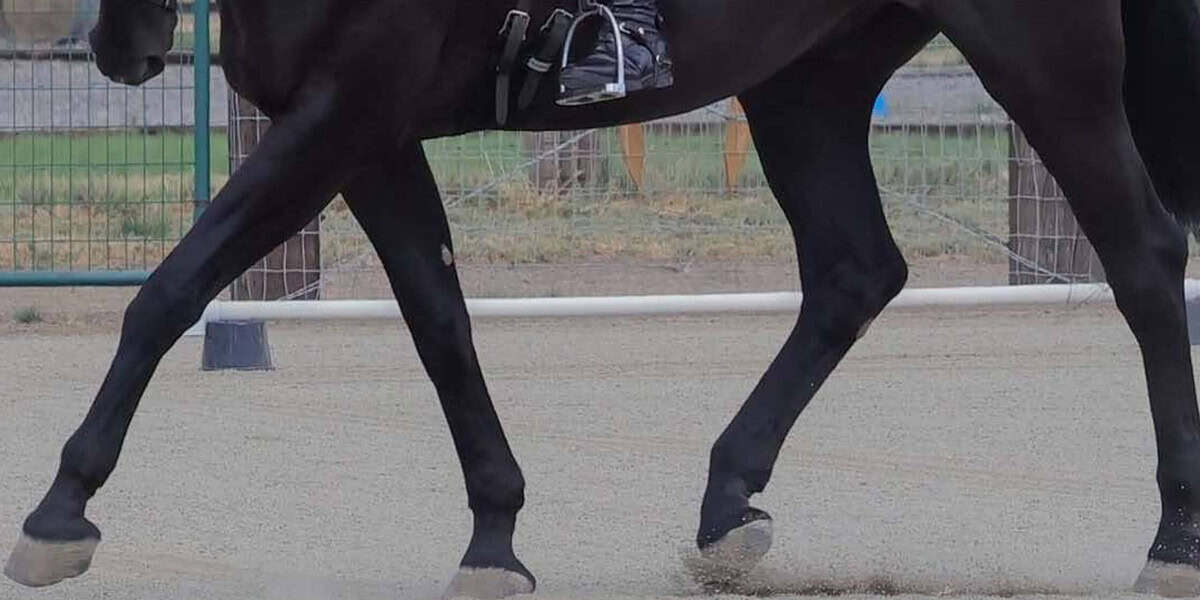 My Horse Has Been Barefoot for a Year — Here’s What Happened