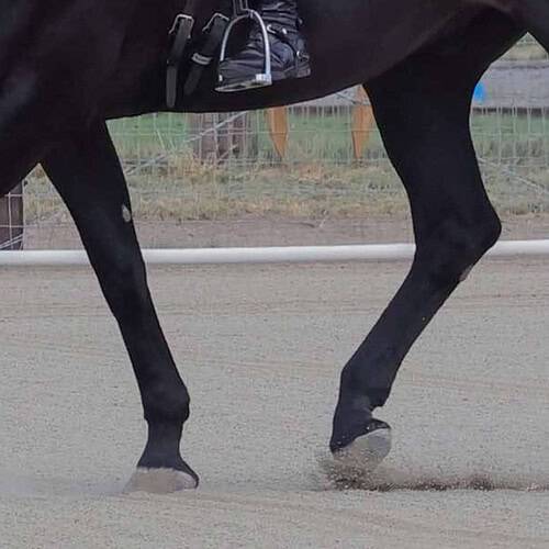 dressage barefoot