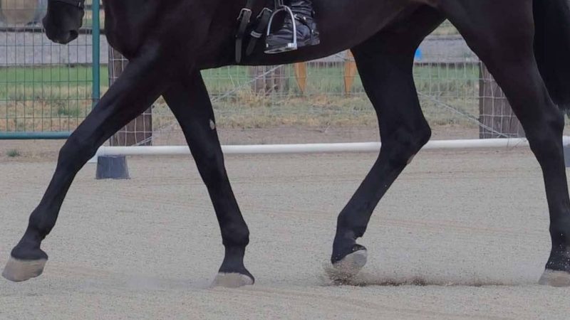 dressage barefoot